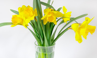 Yellow flowers daffodils on a white background