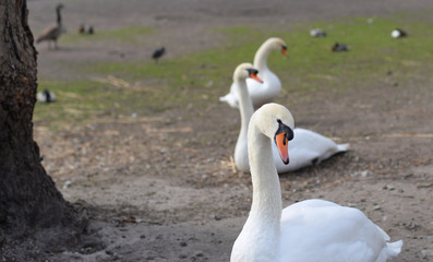 Three swans, one of the symbols of Bruges, and other water birds in Bruges. Selective focus