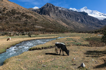 Cows on summer pasture in high mountain area Huascaran national park