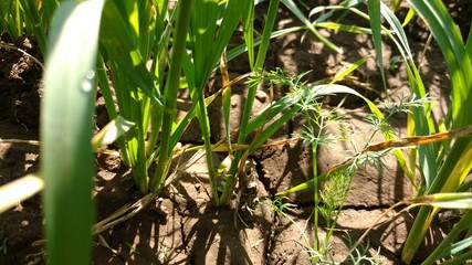 Fototapeta premium Small Coriander Plant in Field, Multicrop, Daund, India