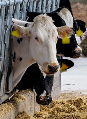 Calf and cow farm