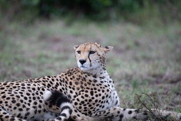 Close-up on a cheetah lying on the ground head raised looking up