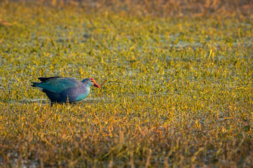 Western swamphen or Purple Moorhen or Porphyrio porphyrio in green grass background at keoladeo national park or bharatpur bird sanctuary, rajasthan, india