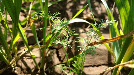Small Coriander Plant in Field, Multicrop, Daund, India