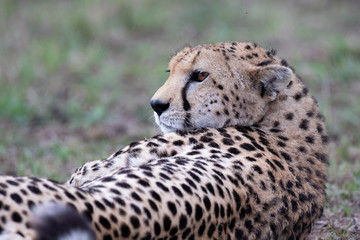 Close-up on a cheetah lying on the ground head raised looking up