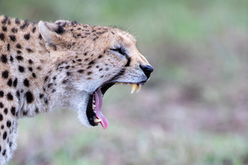 Close-up on the head of a yawning cheetah