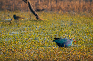 Western swamphen or Purple Moorhen or Porphyrio porphyrio in green grass background at keoladeo national park or bharatpur bird sanctuary, rajasthan, india