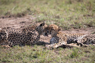 Close up of two cheetahs head to head