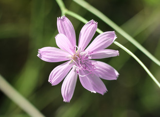 close up of a pink flower