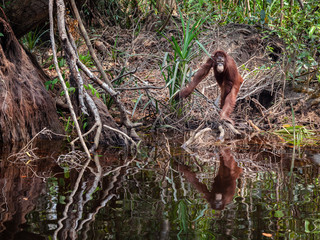 Obraz premium Orangutan in water on the river bank East Kalimantan Tanjung Puting national park