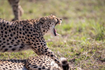 Naklejka na ściany i meble Close-up on the head of a yawning cheetah