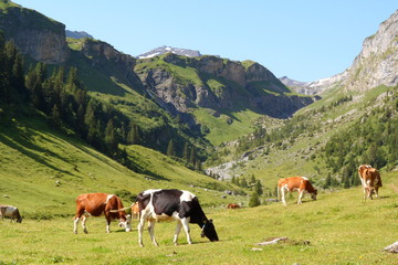 Fototapeta na wymiar Swiss Alps Summer