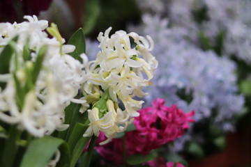 Hyacinth flower  in the store