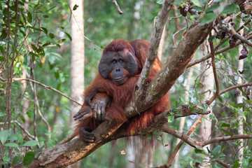 Orangutan on the tree East Kalimantan Tanjung Puting national park