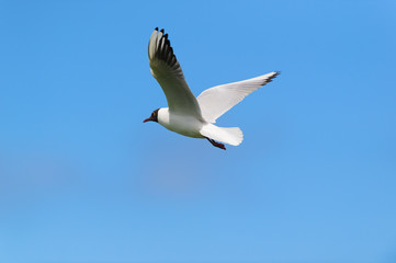 Flying Black-headed gull
