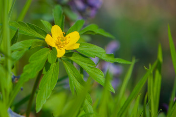
yellow spring flower in green grass