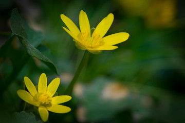 
yellow spring flower in green grass