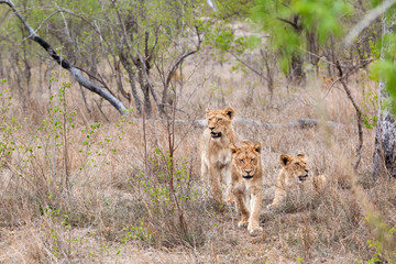tree lions resting in bush after hunt in  south Africa Kruger park