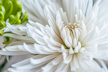 floral background of wet white chrysanthemums close up