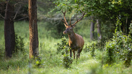 Naklejka na ściany i meble Dominant red deer, cervus elaphus, stag standing in green summer forest at sunset. Strong wild animal with antlers antlers looking aside in woodland from front view. Fresh wildlife scenery.