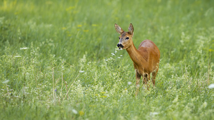 Curios roe deer, capreolus capreolus, doe grazing on green meadow with flowers with copy space. Adorable female herbivore feeding in blossoming nature. Wild animal in summer.