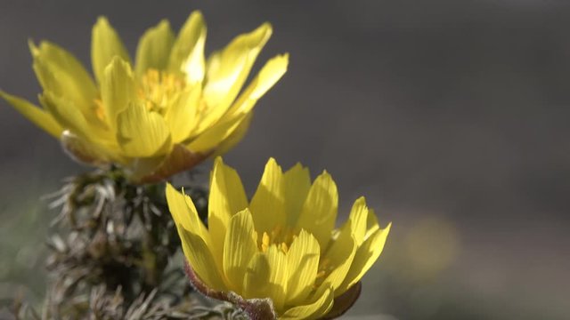 Adonis vernalis, known variously as pheasant's eye, spring pheasant's eye, yellow pheasant's eye and false hellebore, the shore of the Tiligul estuary, Ukraine