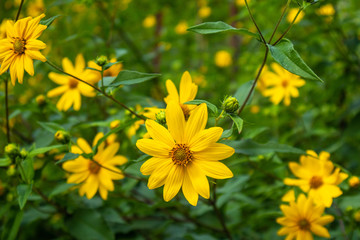 Yellow Daisies