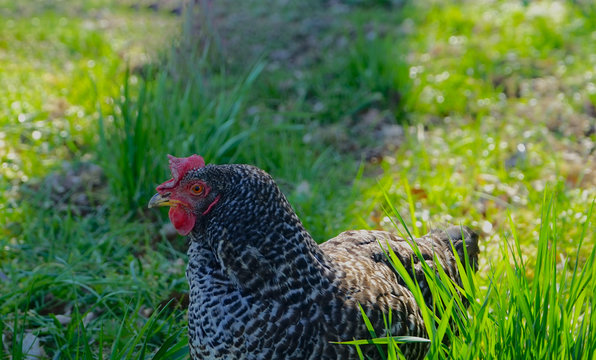 Schwarz wei&szlig; Huhn in Wiese zwischen Grasb&uuml;schel