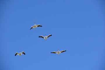Fototapeta premium pelicans in flying V