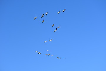 Migrating Pelicans