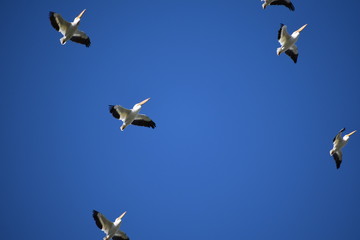 Pelicans in flight