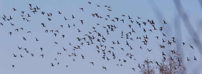 Ducks gather on a sky during the Spring Migration