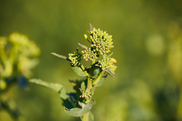 junge raps blüte