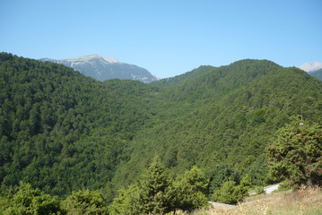 Naklejka na ściany i meble A tree with a mountain in the background