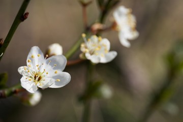 white flower macro