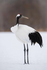 The Red-crowned crane, Grus japonensis The bird is standing in beautiful artick winter environment Japan Hokkaido Wildlife scene from Asia nature.