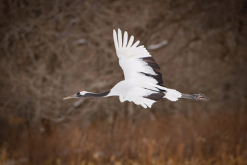 The Red-crowned crane, Grus japonensis The bird is flying in beautiful artick winter environment Japan Hokkaido Wildlife scene from Asia nature.