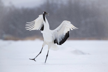 The Red-crowned crane, Grus japonensis The crane is dancing in beautiful artick winter environment Japan Hokkaido Wildlife scene from Asia nature. ..