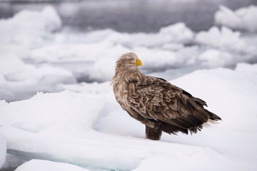 The White-tailed eagle, Haliaeetus albicilla The bird is perched on the iceberg in the sea during winter Japan Hokkaido Wildlife scene from Asia nature. Came from Kamtchatka..