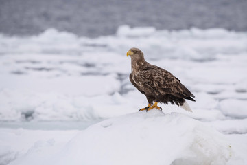 The White-tailed eagle, Haliaeetus albicilla The bird is perched on the iceberg in the sea during winter Japan Hokkaido Wildlife scene from Asia nature. Came from Kamtchatka..