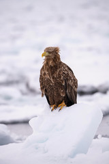 The White-tailed eagle, Haliaeetus albicilla The bird is perched on the iceberg in the sea during winter Japan Hokkaido Wildlife scene from Asia nature. Came from Kamtchatka..