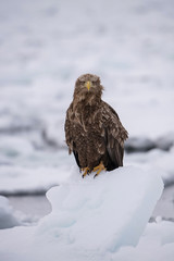 The White-tailed eagle, Haliaeetus albicilla The bird is perched on the iceberg in the sea during winter Japan Hokkaido Wildlife scene from Asia nature. Came from Kamtchatka..