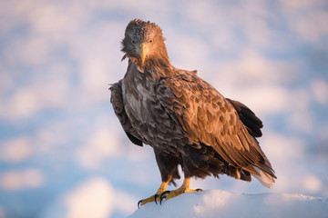 The White-tailed eagle, Haliaeetus albicilla The bird is perched on the iceberg in the sea during winter Japan Hokkaido Wildlife scene from Asia nature. Came from Kamtchatka..