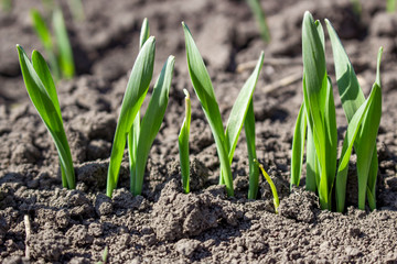 Depressed sprout of young barley in the soil on the field. Agriculture, growing cereals.