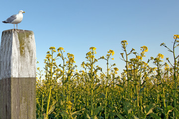 Möve im Rapsfeld mit Nordseeidyle,