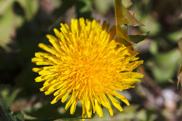 Blooming yellow dandelions in spring. Dandelions in the spring meadow . Bright dandelion flowers on a background of green grass. Spring texture