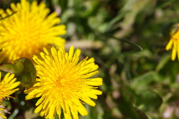 Blooming yellow dandelions in spring. Dandelions in the spring meadow . Bright dandelion flowers on a background of green grass. Spring texture