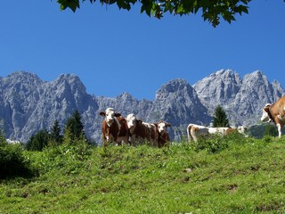 Fototapeta na wymiar Switzerland Summer