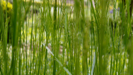 green grass background, full frame and selective focus