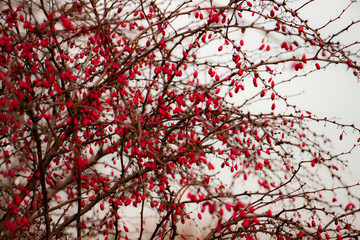 autumn bush with red berries